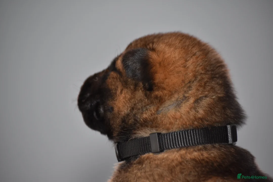 Mixed Breed dogs for sale: GSD × Dutch Herder – Top European Working Lines - Advert 29