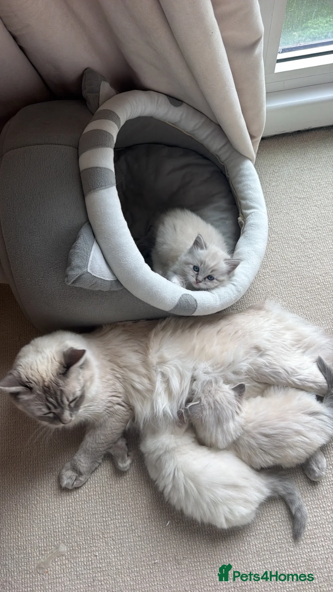 Ragdoll cats for sale: Last female pure ragdoll  - Advert 2