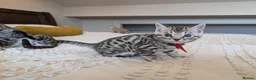 Bengal cats for sale: 🖤🩶🤍 Stunning Bengal Kittens 🤍🩶🖤 - Advert 9