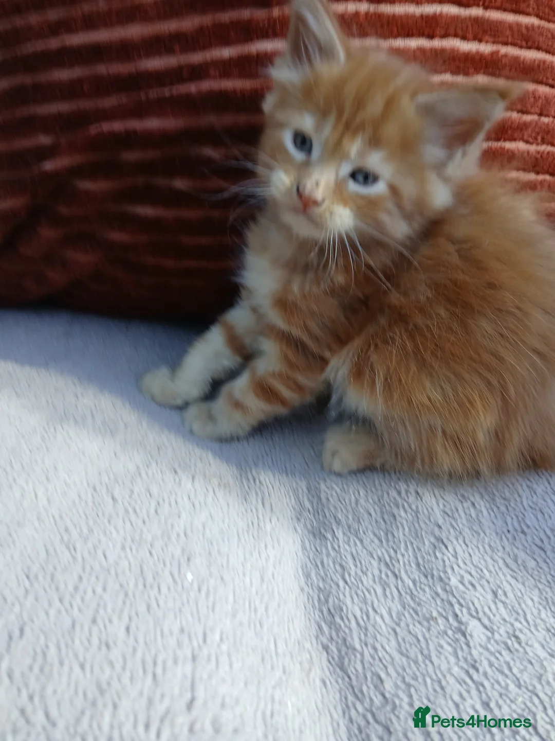 Maine Coon cats for sale: 6 lovely Maine Coons  - Advert 39