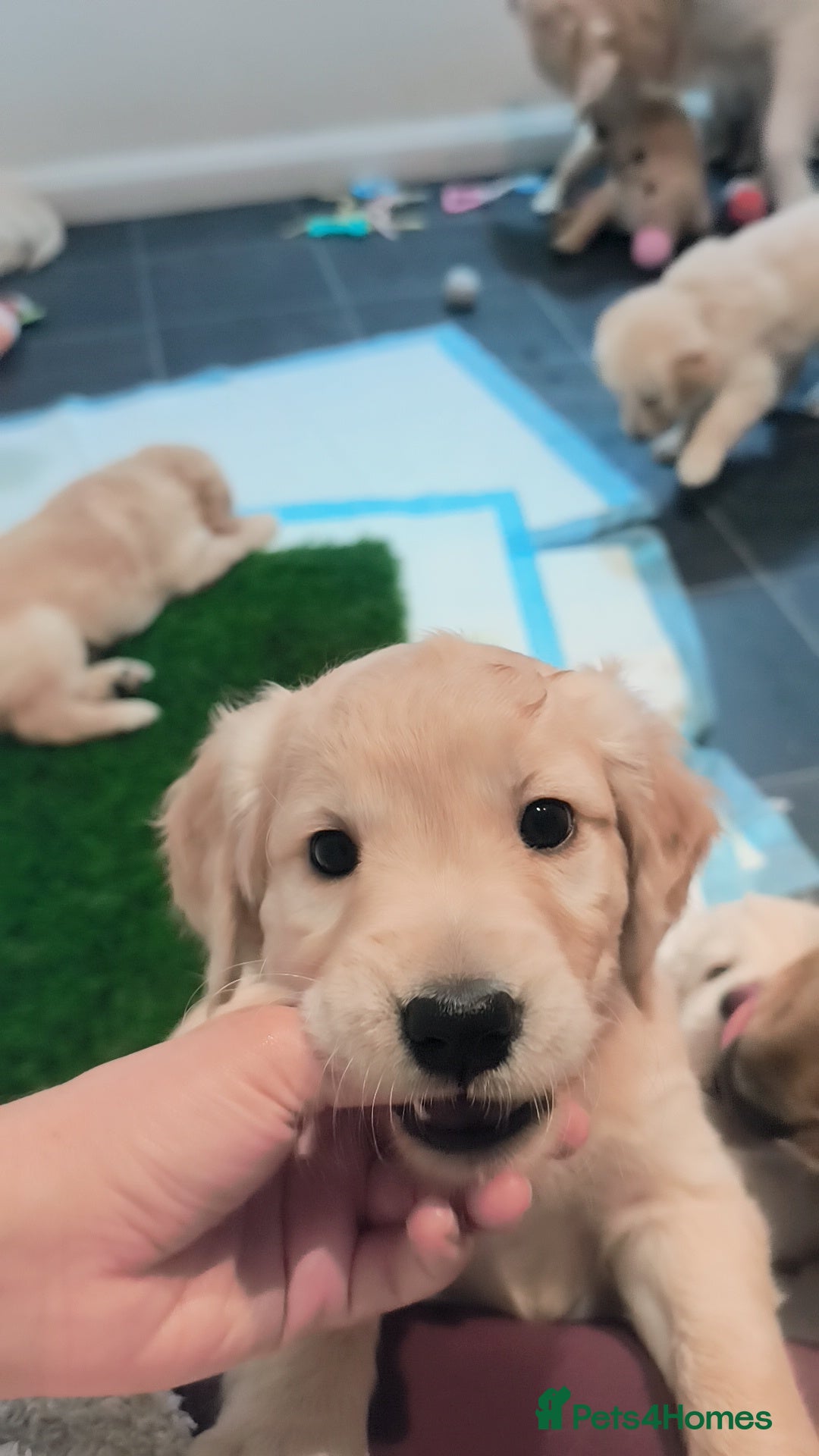 Golden Retriever dogs for sale: Gorgeous golden retriever puppies 🐕 - Advert 26