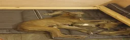 Whippet dogs for sale: Exceptional litter of KC whippets  in Shrewsbury - Advert 2