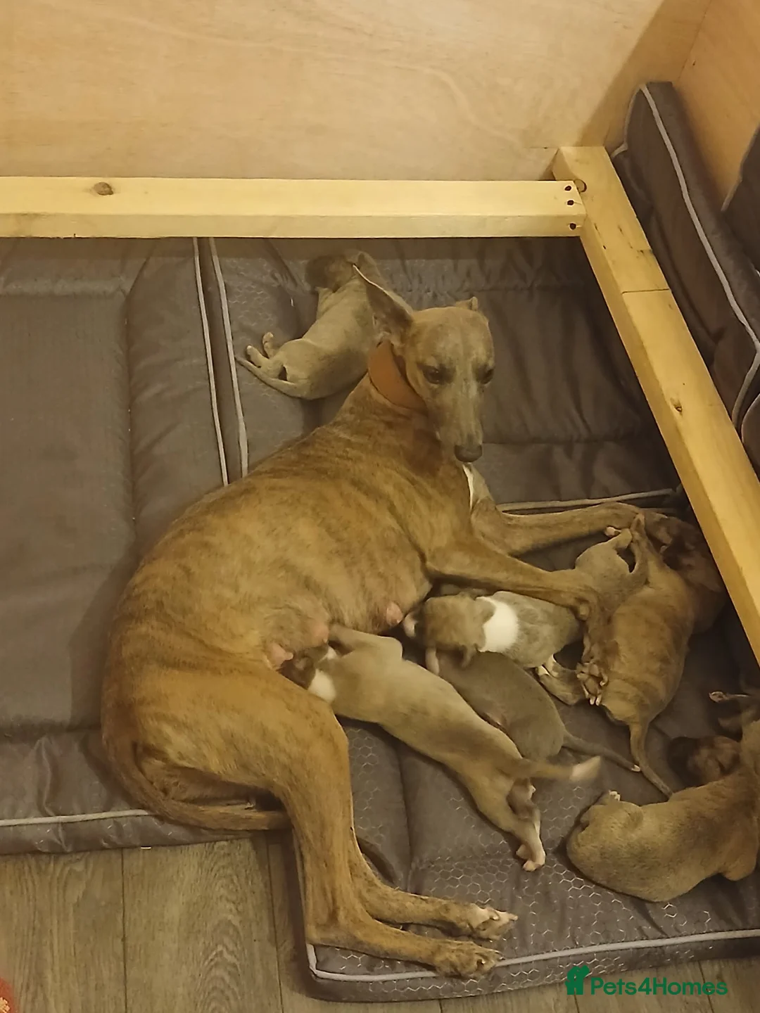 Whippet dogs for sale: Exceptional litter of KC whippets  in Shrewsbury - Advert 2