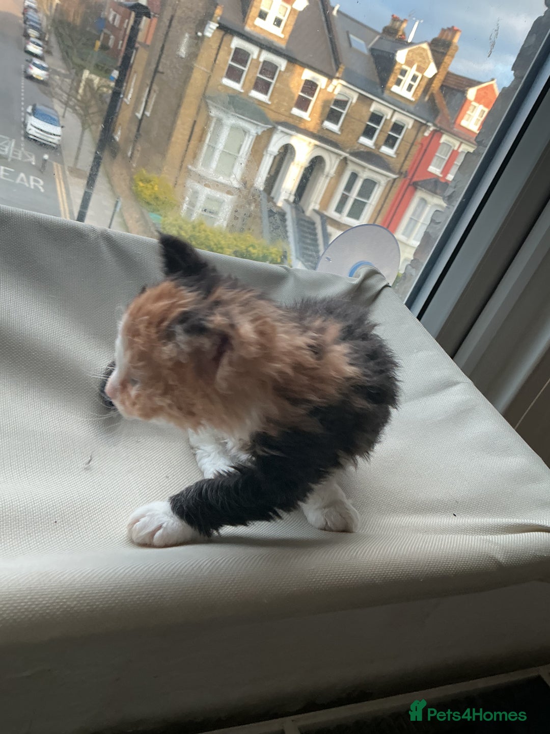 Domestic Shorthair cats for sale: Black-white-Ginger kitten - Advert 2