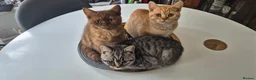British Shorthair cats for sale: British Shorthair Kittens  - Advert 7