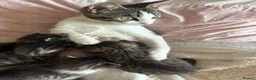 Mixed Breed cats for sale: 4 Beautiful Tabby cats - Advert 8