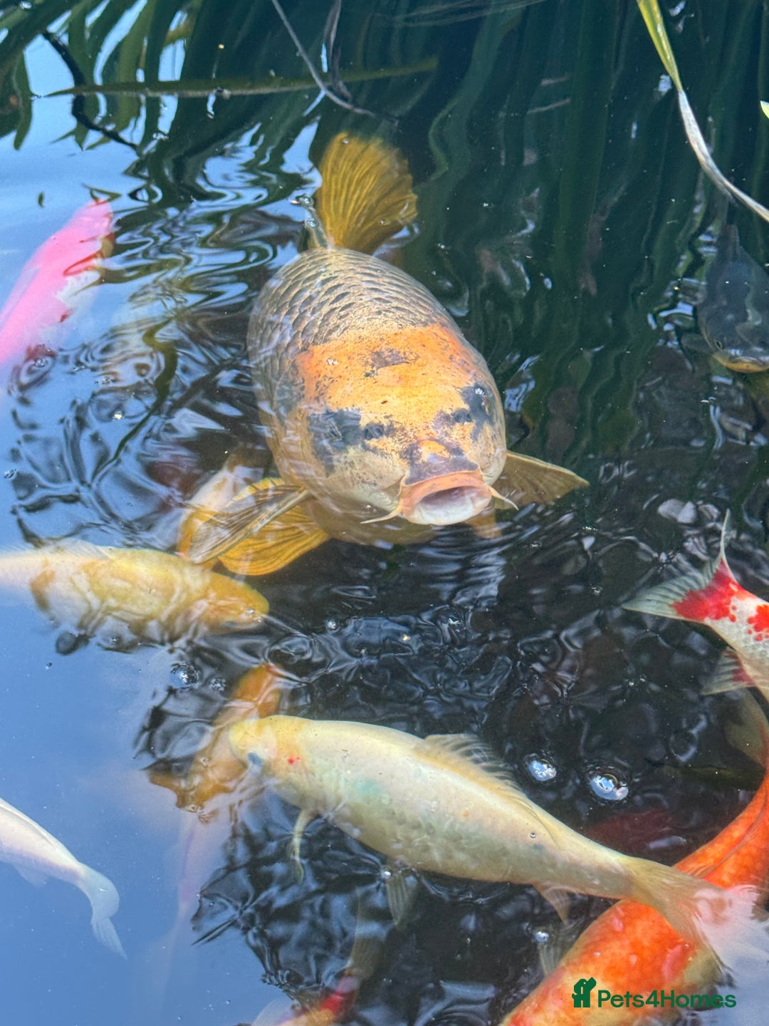 Koi Carp fish for sale: School of Koi/Koi carp  - Advert 2