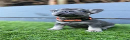 French Bulldog dogs for sale: Five unique fluffy carrier puppies ✔️ 🏠 🧬  - Advert 14
