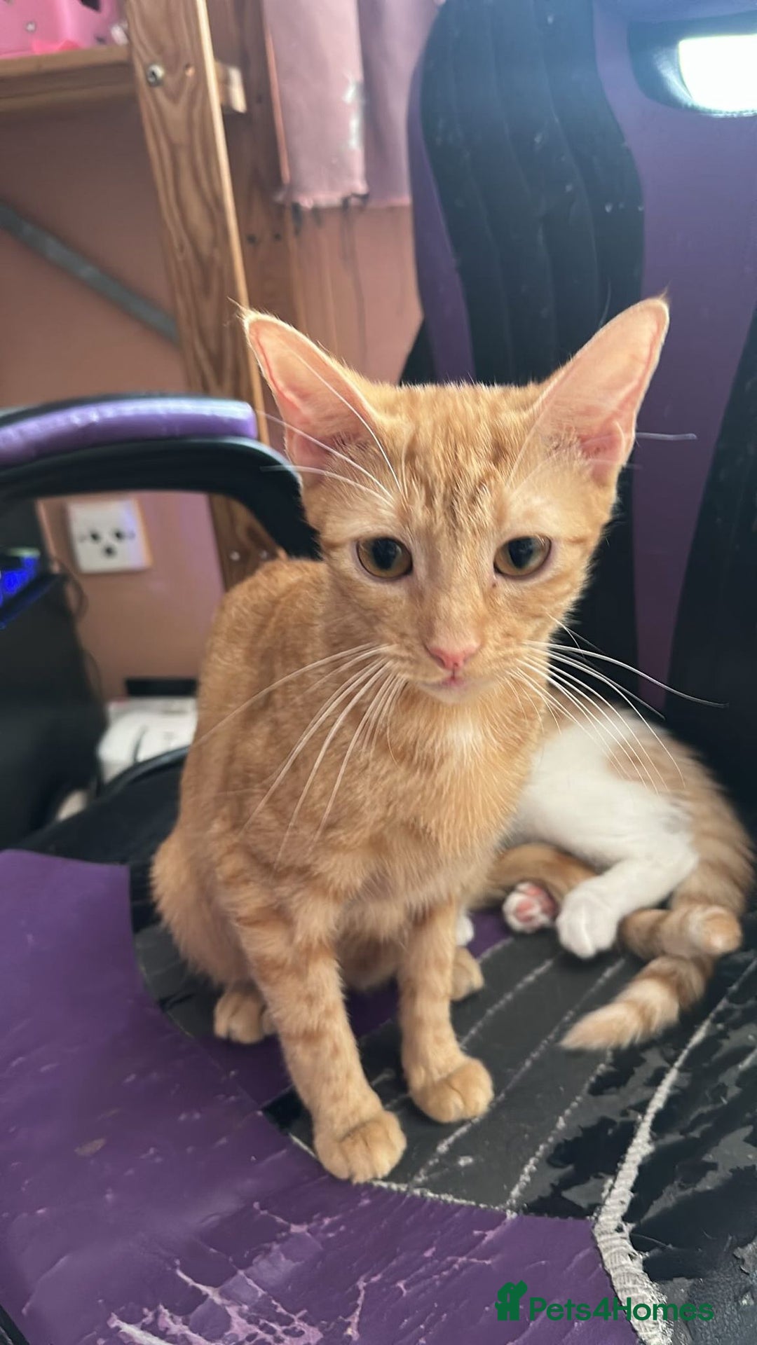 Mixed Breed cats for sale: Mum and kitten for rehomeing  - Image 3