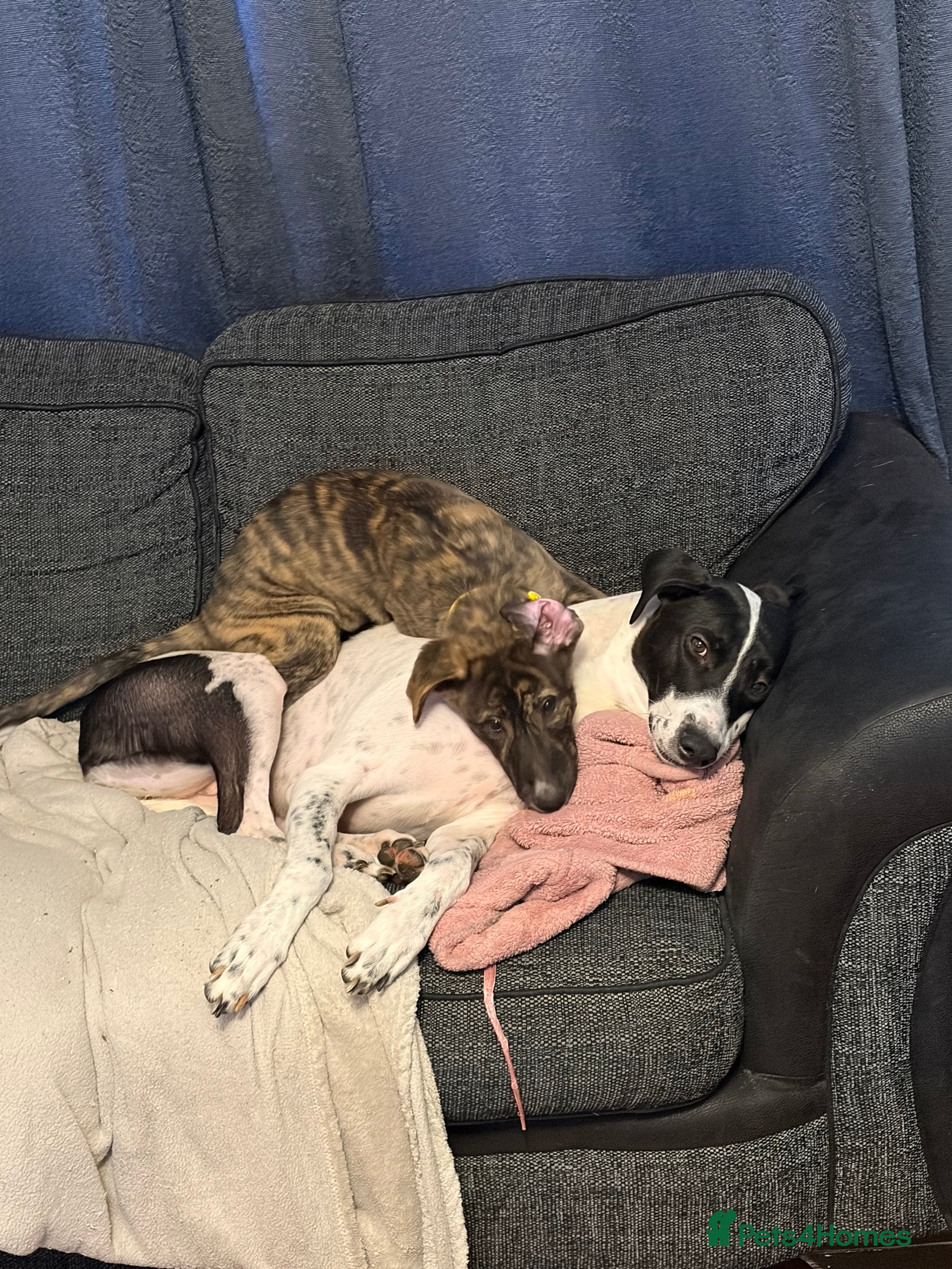 Mixed Breed dogs NOVA 13 weeks old  - Advert 1