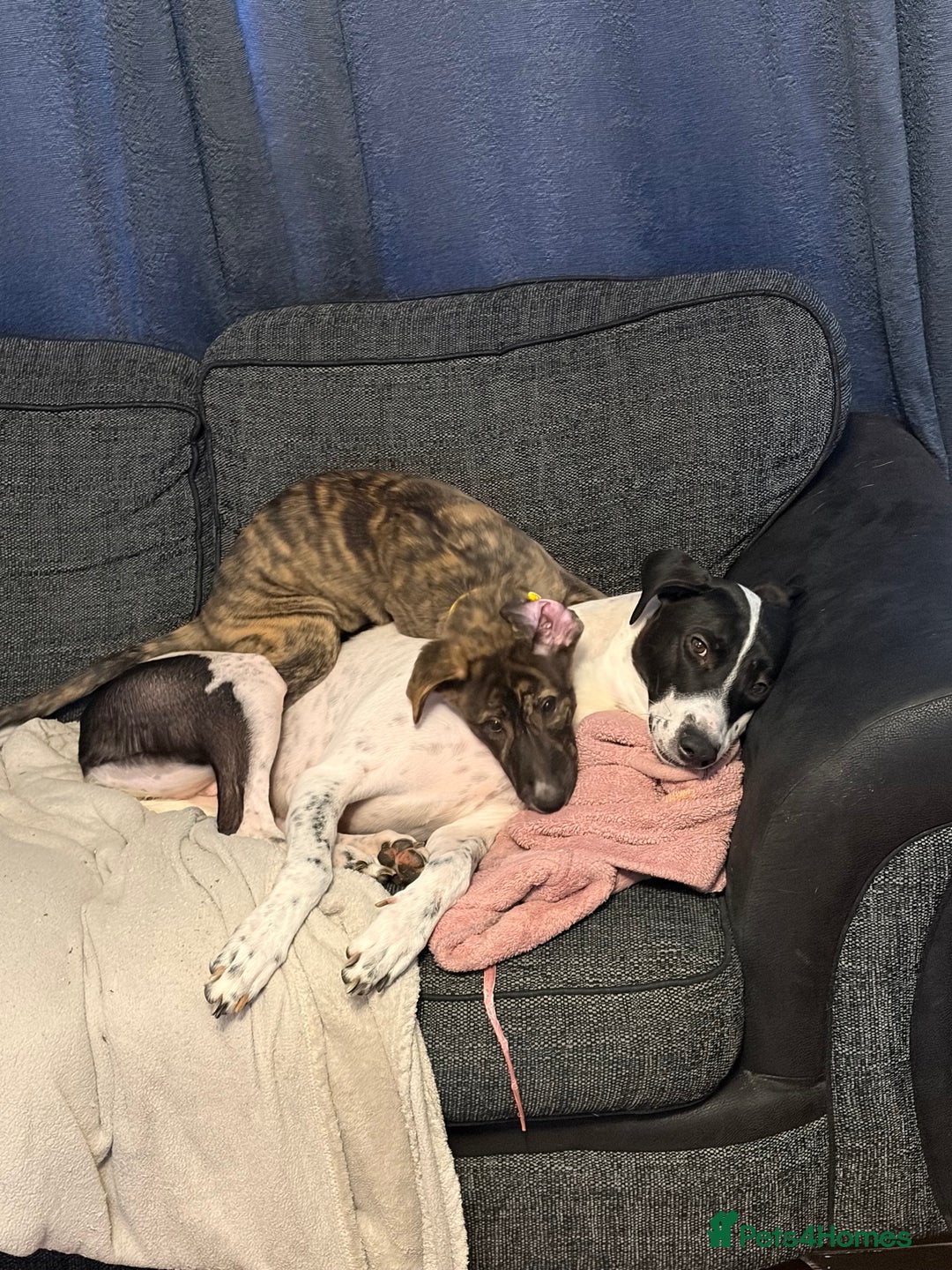 Mixed Breed dogs for sale: NOVA 13 weeks old  - Advert 1