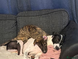 Mixed Breed dogs NOVA 13 weeks old - Advert 1