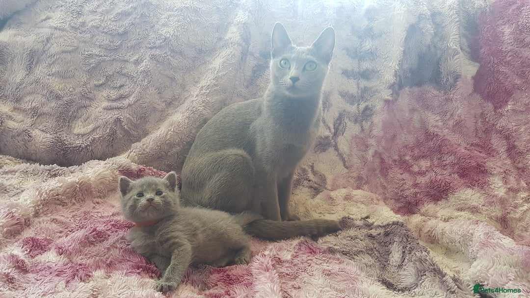 Russian Blue cats for sale: **TICA full pedigree Russian Blue kittens - Image 13
