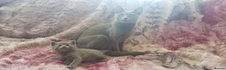 Russian Blue cats for sale: **TICA full pedigree Russian Blue kittens - Advert 30