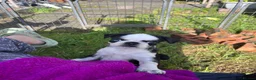 Pug dogs for sale: KC Pug pup 1 left PRICE REDUCED  - Advert 3