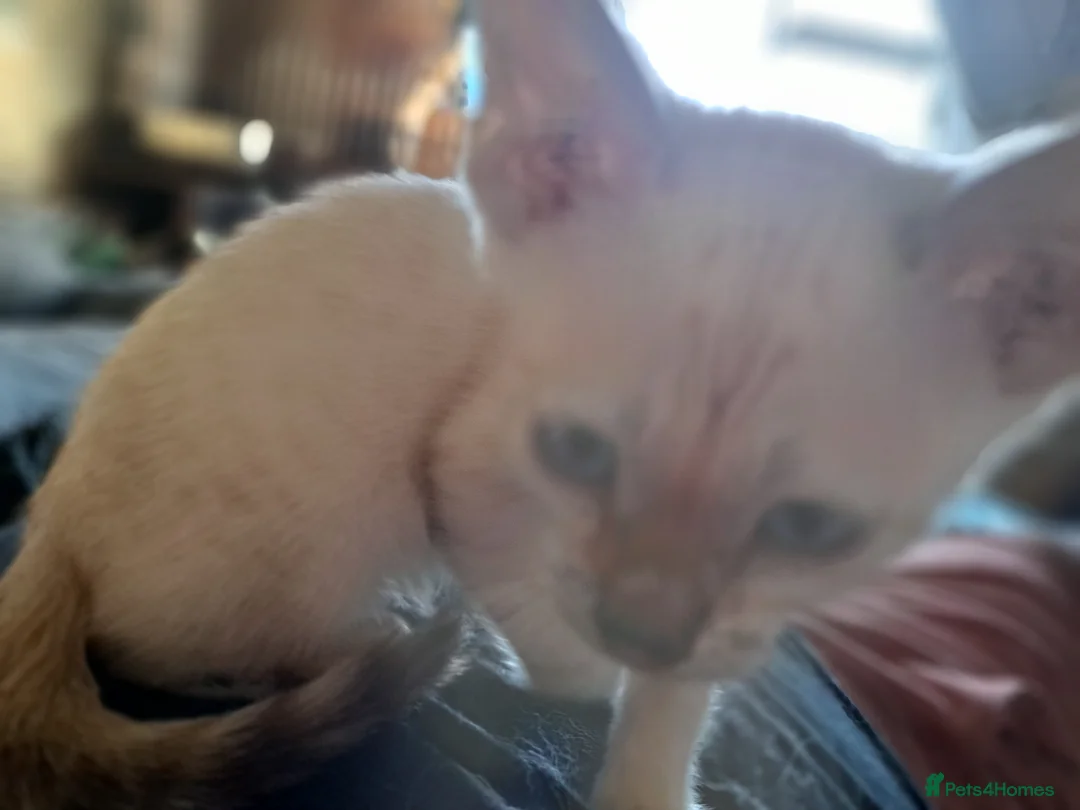 Bengal cats for sale: Blue eyes Snow bengal lynx kittens  - Advert 2
