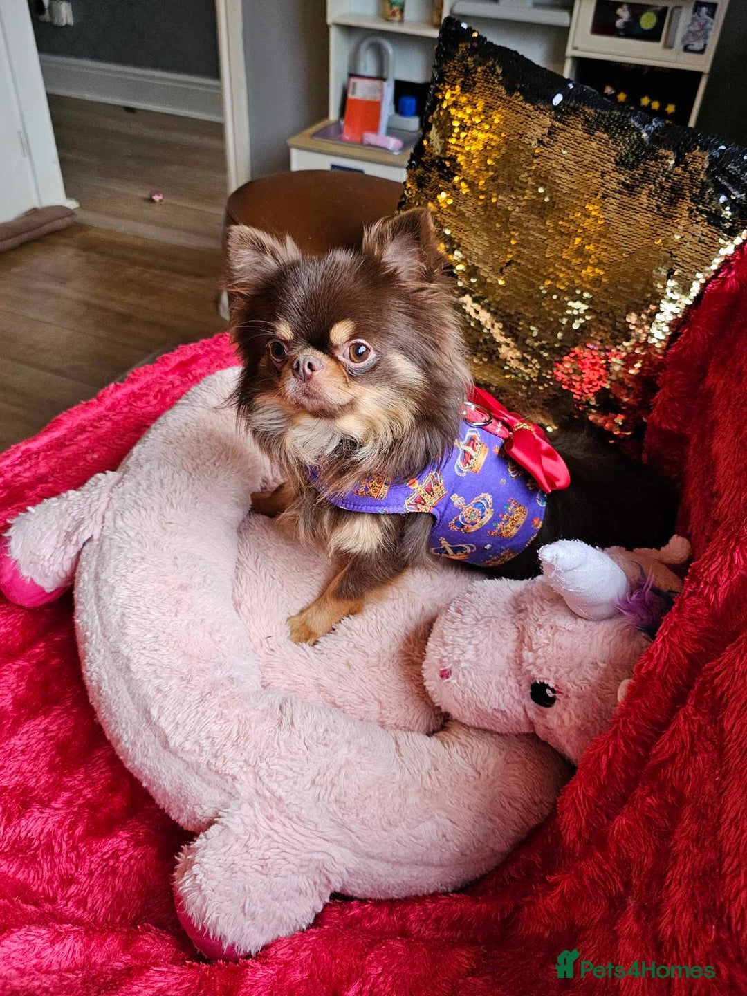 Chihuahua dogs for stud: 🇹🇭THAILAND IMPORT CHIHUAHUA CHOCOLATE LONGCOAT in Alford - Image 11