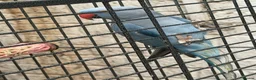 Ringnecks birds for sale: Blue mail - Advert 4