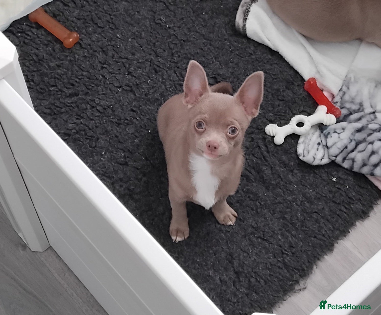 Chihuahua dogs chihuahuas smooth coat  £1000 !! boy ready now - Advert 1