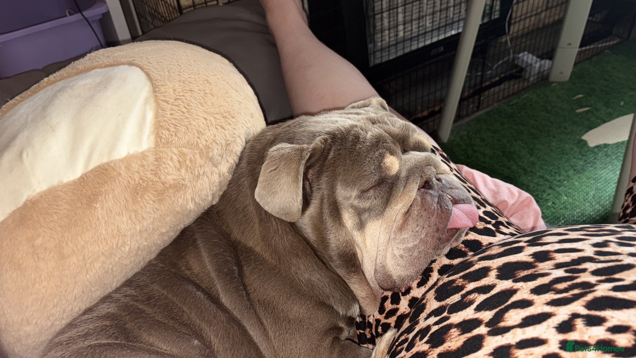English Bulldog dogs English bulldog - Advert 1