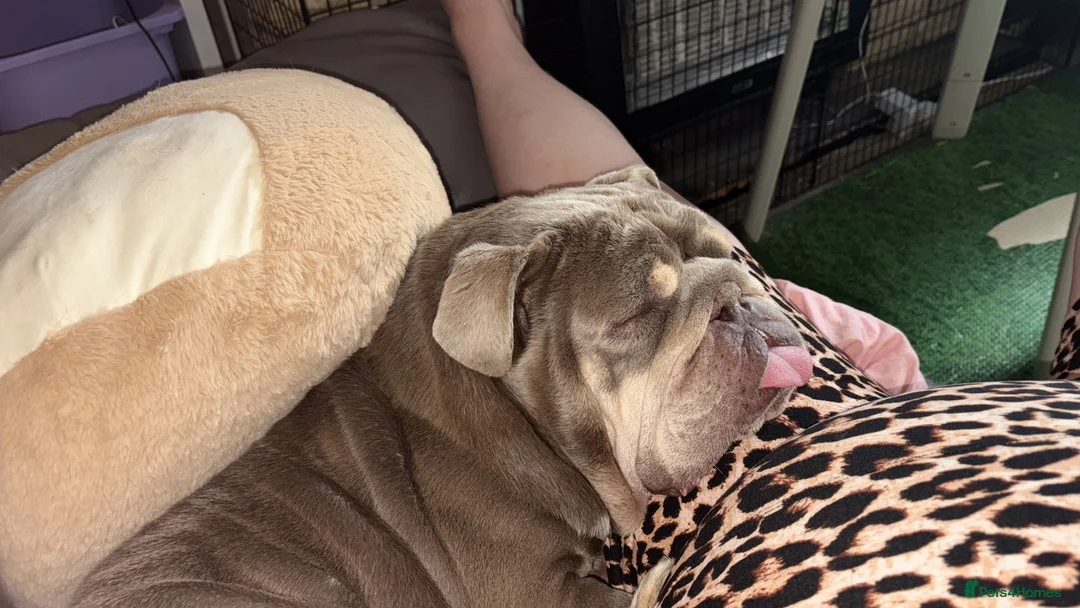 English Bulldog dogs for sale: English bulldog in Brierley Hill - Advert 1