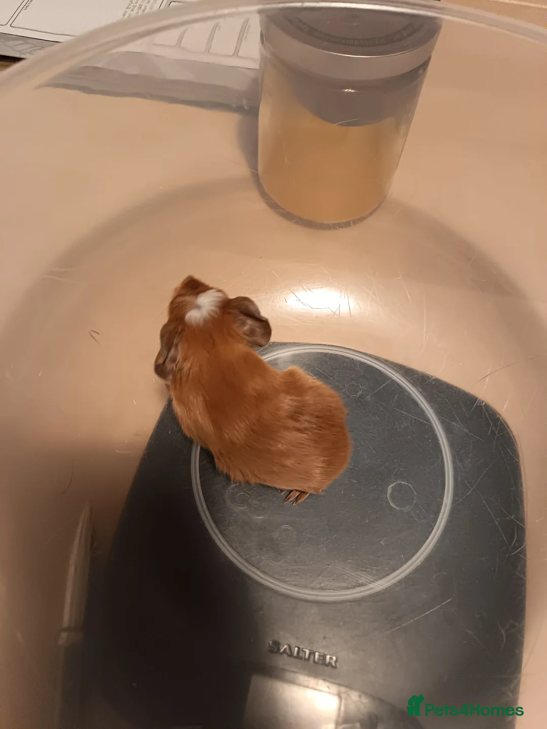 Guinea Pig rodents for sale: x2 Female Guineas Pigs for Sale - Advert 2