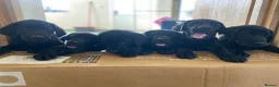 Mixed Breed dogs for sale: Puppies for sale  - Advert 2