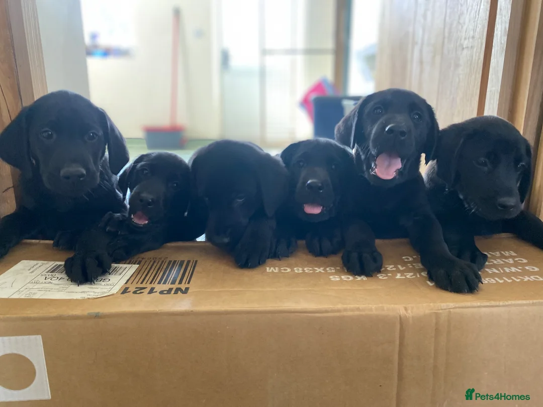 Mixed Breed dogs for sale: Puppies for sale  - Advert 2