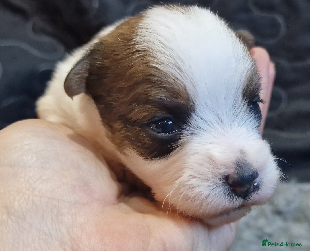 Jack Russell dogs for sale: kC Reg Jack Russell Pups, DNA Health Tested - Image 18