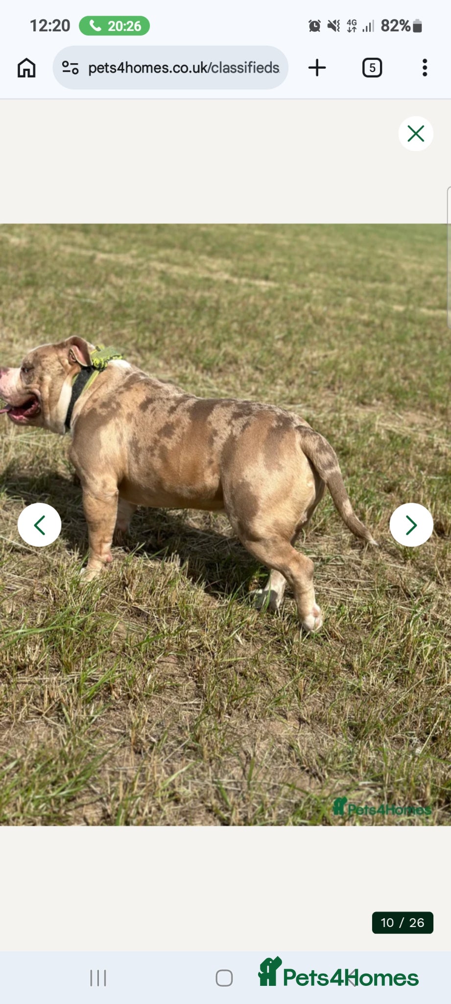 American Bully dogs for sale: Abkc reg platinum/champion pocket bullies - Advert 21