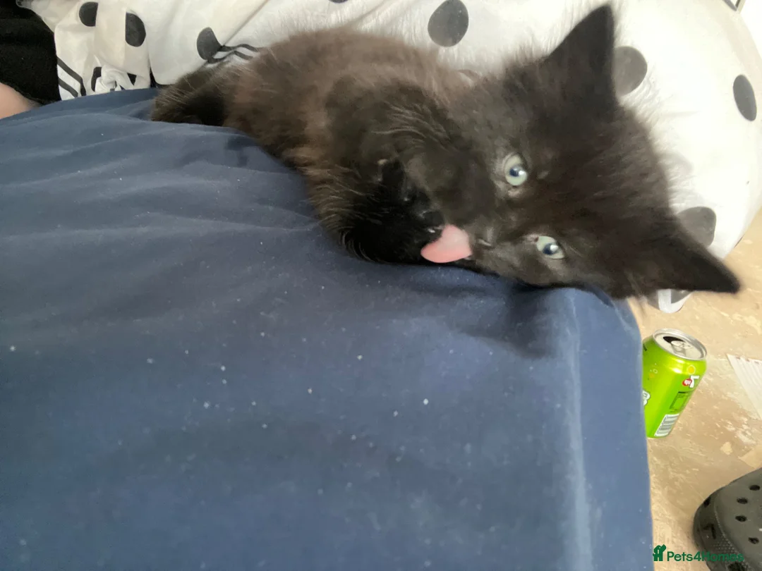Mixed Breed cats for sale: 7 1/2 week old brother and sister  in London - Advert 8
