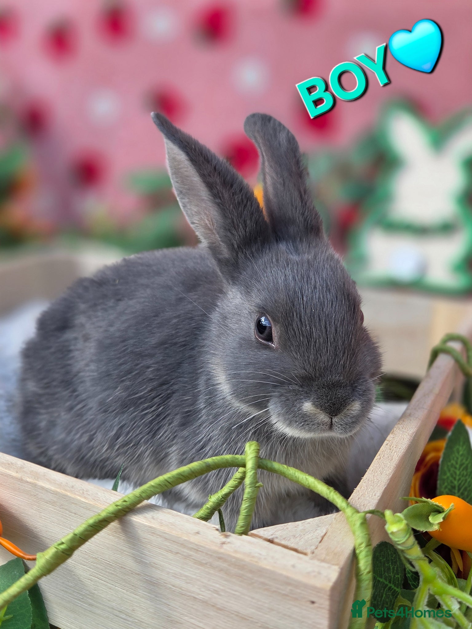 Mini Lop rabbits for sale: Mini lop smokey bkue grey otter - Advert 4