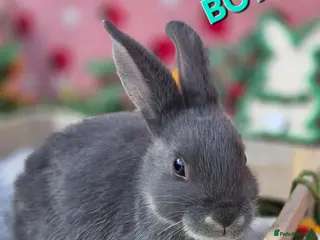Mini Lop rabbits for sale: Mini lop smokey bkue grey otter - Advert 4