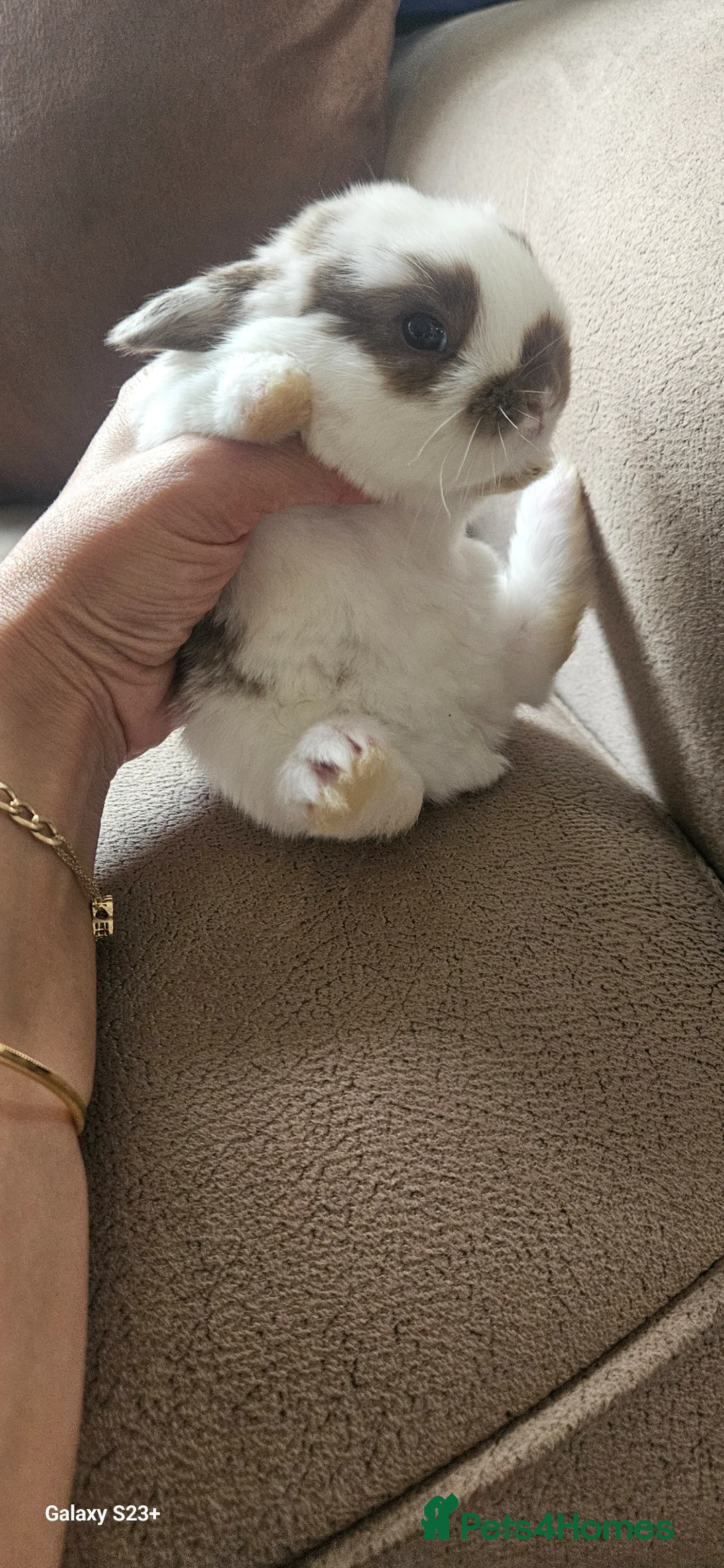 Mixed Breed rabbits for sale: They are mix rex and Dutch  - Advert 1