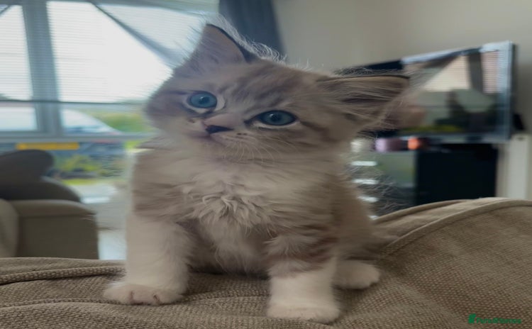 Maine Coon cats - Advert 5