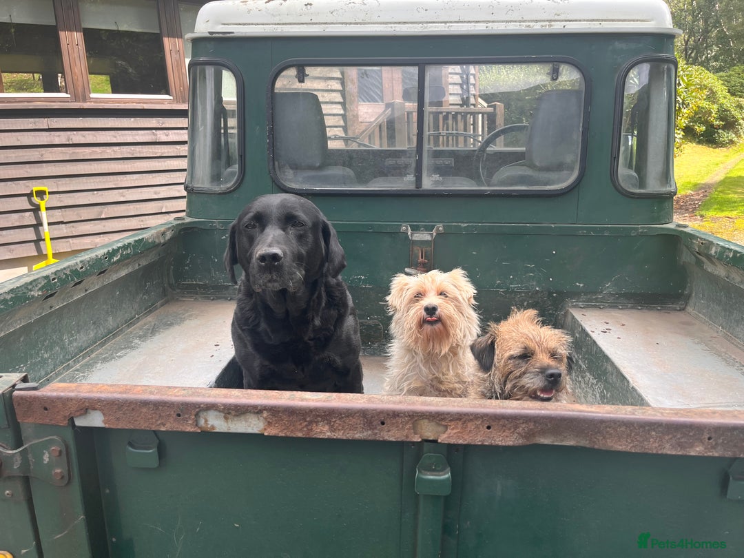 Labrador Retriever dogs for sale: “Betty” black lab - Advert 1