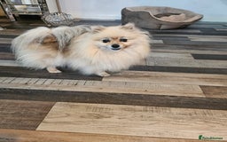 Pomeranian dogs for sale: Pomeranian show dogs x2 - Image 9
