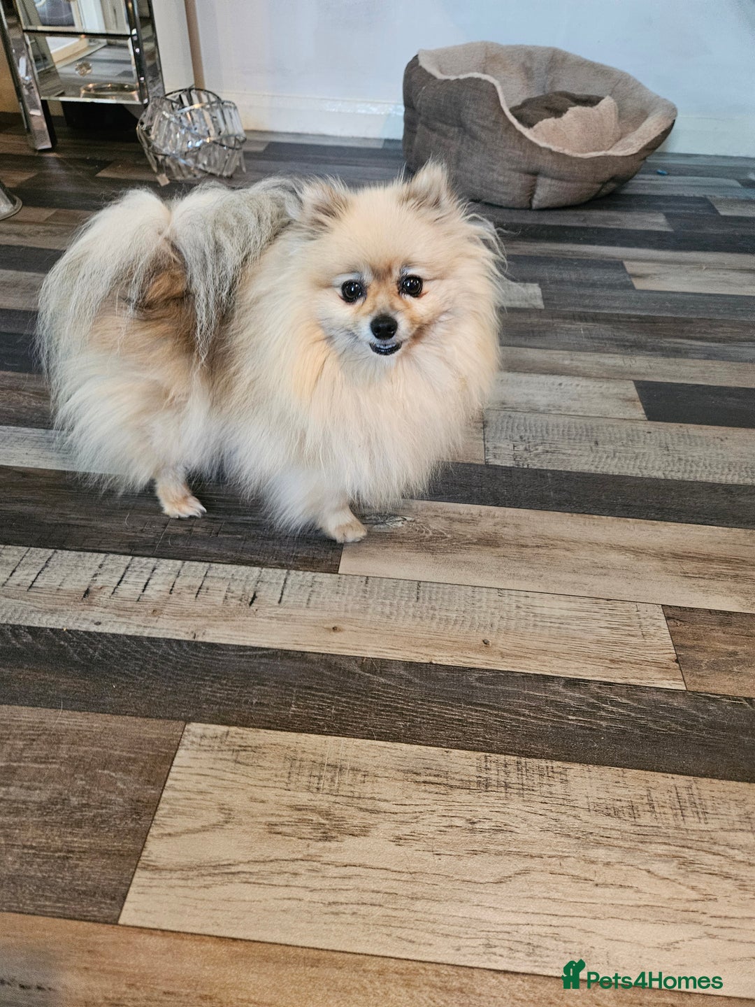 Pomeranian dogs for sale: Pomeranian show dogs x2 - Image 9