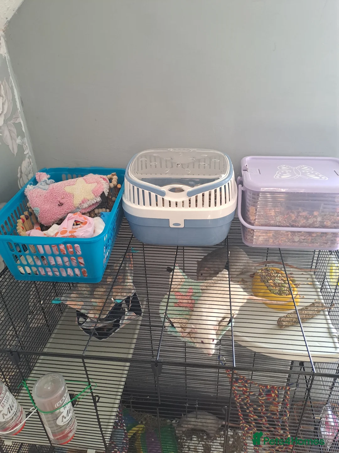 Rat rodents for sale: 3 male rats in Norwich - Advert 1