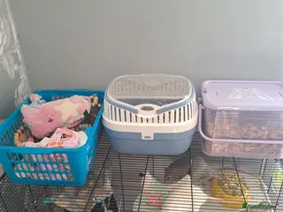 Rat rodents 3 male rats - Advert 18