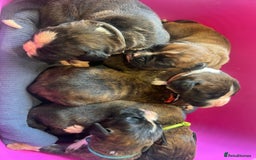 Boxer dogs for sale: 6 Beautiful Boxer Puppies - Image 3