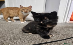 Domestic Shorthair cats for sale: Female kitten - Image 3