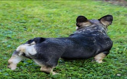 French Bulldog dogs for stud: EA husky/Pink/Testable/fluffy Frenchie stud - Image 2