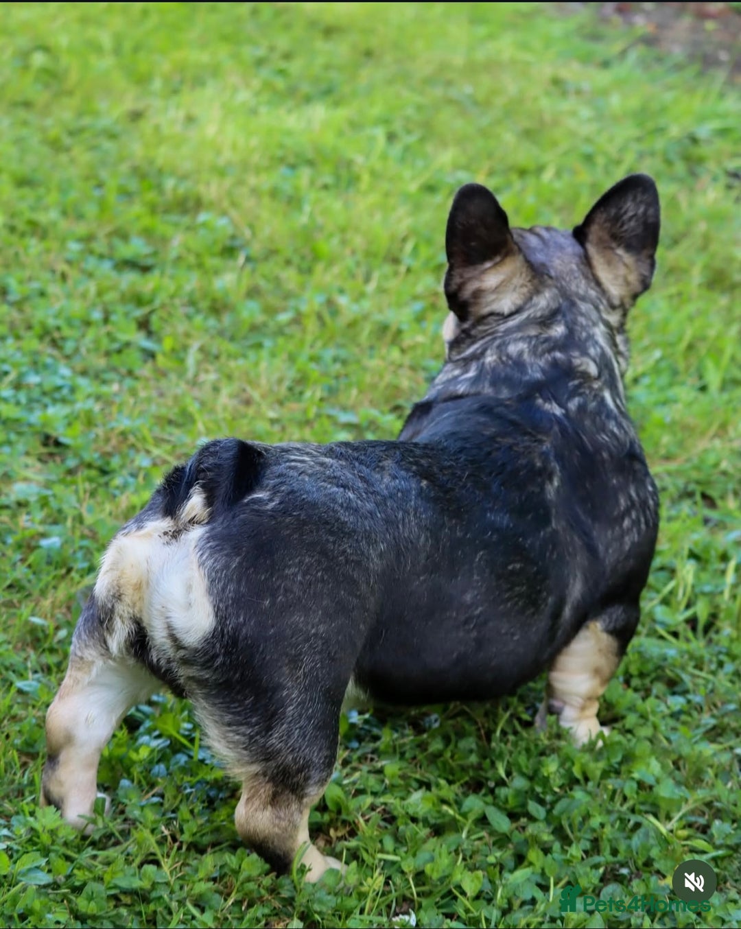 French Bulldog dogs for stud: EA husky/Pink/Testable/fluffy Frenchie stud - Image 2