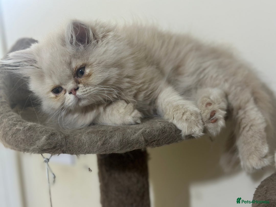 Persian cats for sale: Pedigree Persian female kittens for sale - Image 15