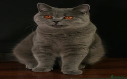 British Shorthair cats for sale: British Shorthair adult female  - Image 4
