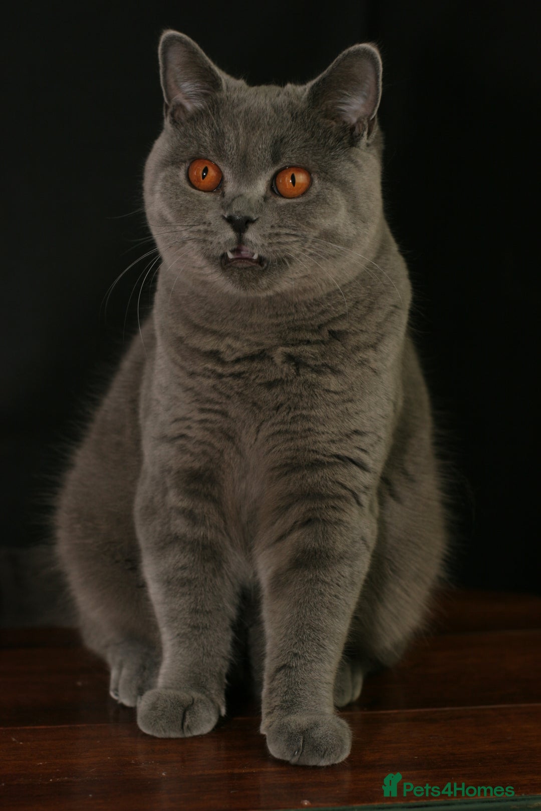British Shorthair cats for sale: British Shorthair adult female  - Image 4
