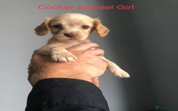 Cockapoo dogs for sale: Cockapoos and cocker spaniels  - Image 3
