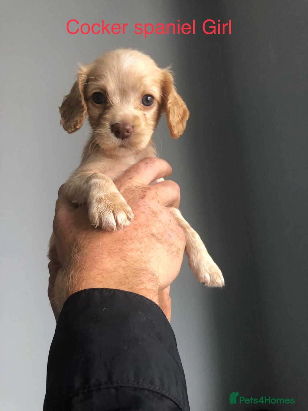 Cockapoo dogs for sale: Cockapoos and cocker spaniels  - Image 3