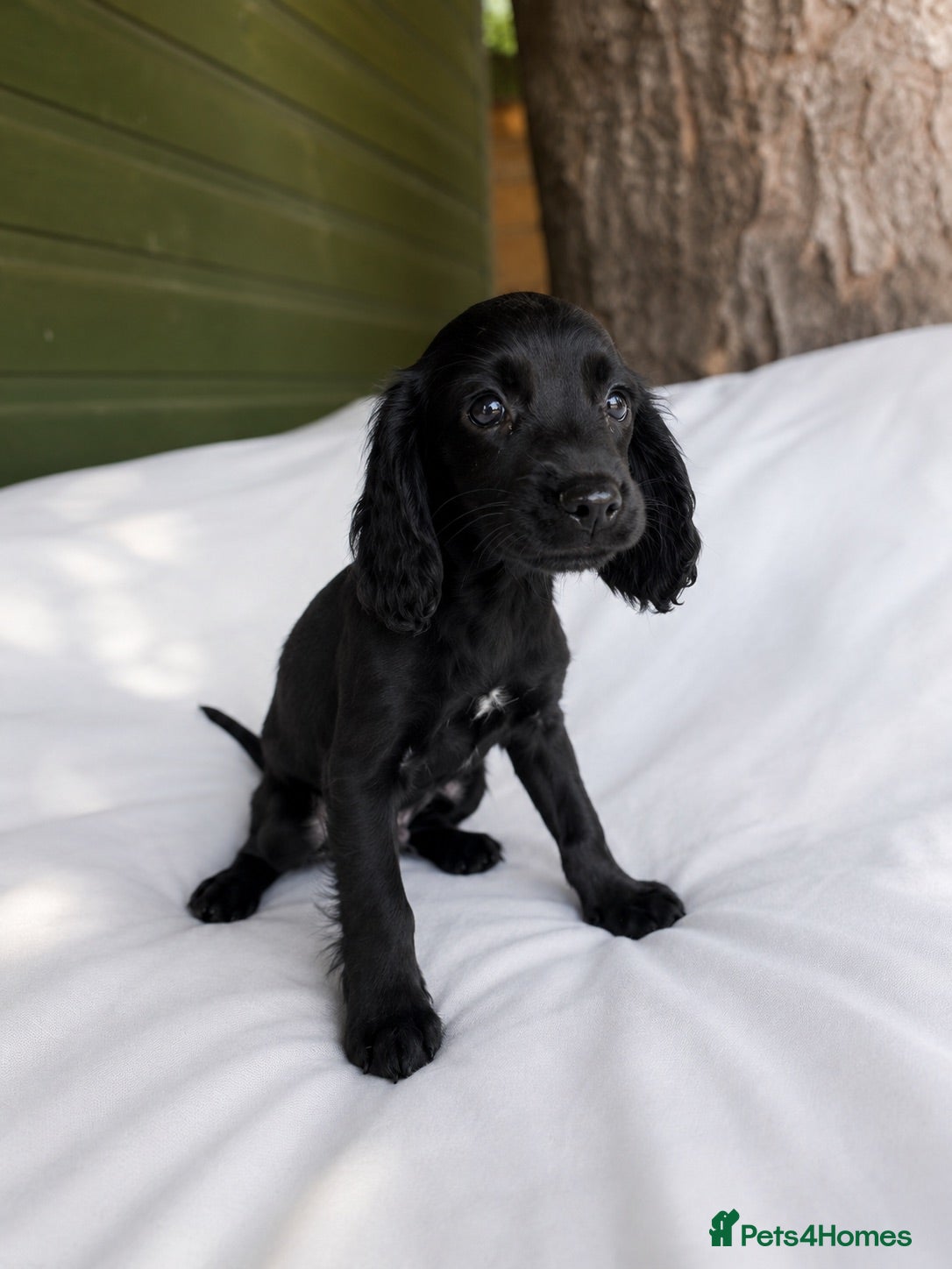 Mixed Breed dogs REDUCED Cavacockpoos ready to leave now!  - Advert 1